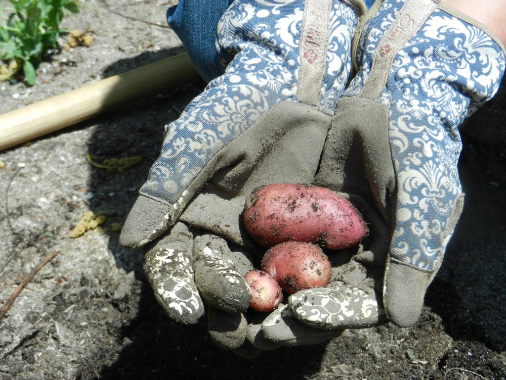 home grown potato